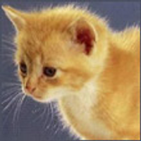 Agrippina Immings (@daxyzowonar) 's Twitter Profile Photo