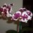 Tewi825's profile image