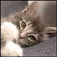 Tryfan Lewsley (@fohimyzibuq) 's Twitter Profile Photo