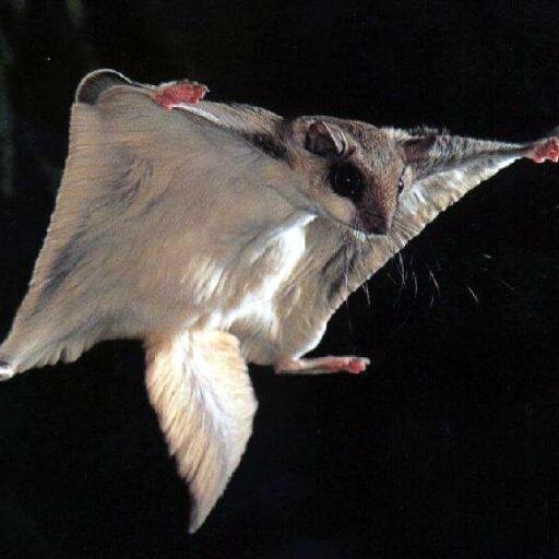 TheFlyingSquirr's profile picture. I am the Flying Squirrel. Master of Socks and Clubs. Defender of Justice.  Connoisseur of Spices and Fine Silks.