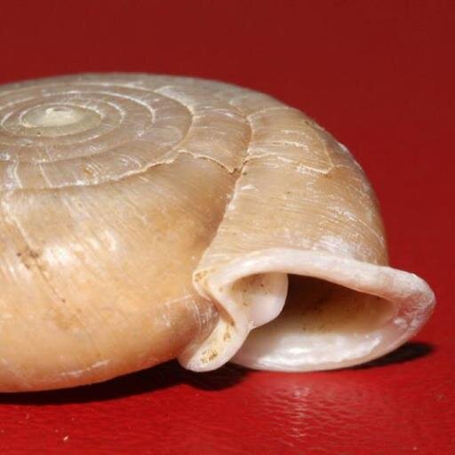 vietmollusca's profile picture. 