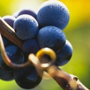 Conseil Interprofessionnel des Vins du Languedoc