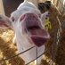 Sam Schwoeppe (@indymilkmaid) Twitter profile photo