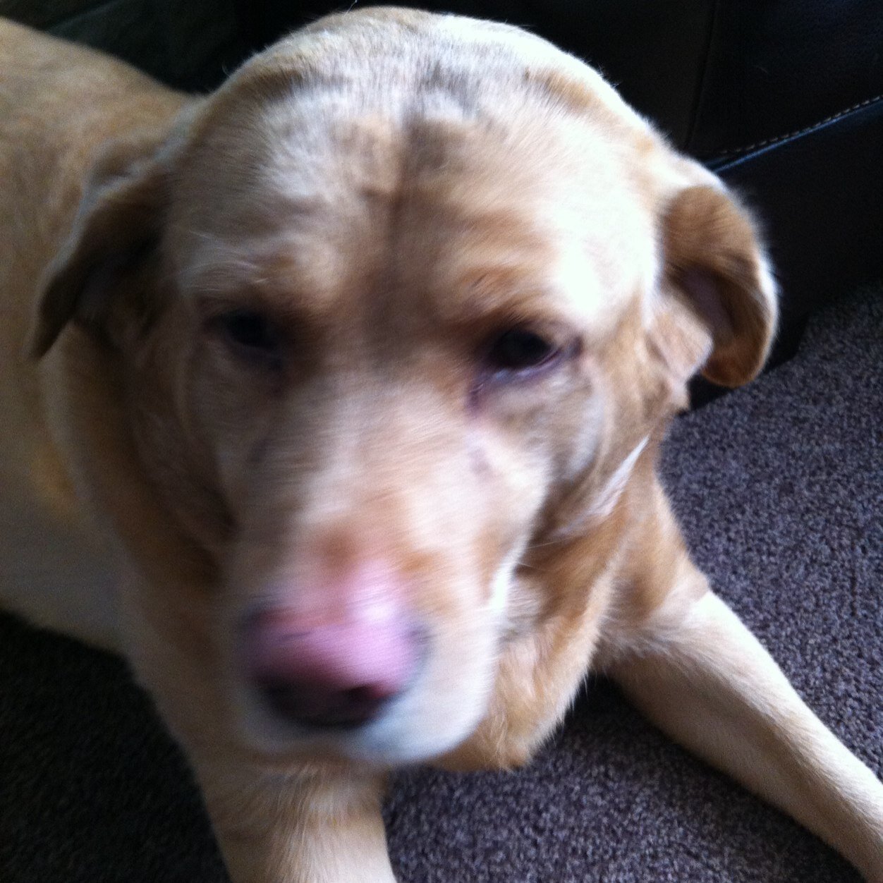 WhitesMatt's profile picture. Leeds Utd and Rhinos fanatic