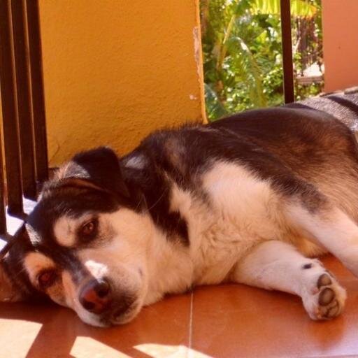 livesummer24's profile picture. estudiante de enfermería y payaso en mi tiempo libre. divertido, romántico y muy muy cariñoso jejeje:):) poeta de sonrisas,amante de los buenos momentos:):)