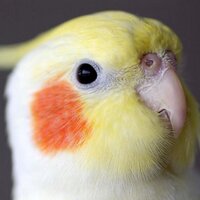 TOMOYAMASHITA (@tmooyy) 's Twitter Profile Photo TOMOYAMASHITA (@tmooyy) 's Twitter Profile Photo