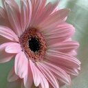 Carol - @CarolRolls - Twitter