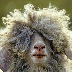 corderoccris's profile picture. Dramatúrgies amb @NUScooperativa, cine en directe amb @atzur_visuals, llibret d'òpera quan pot.  De pequeña vió a un Si Señor con las Patas Verdes. ella.