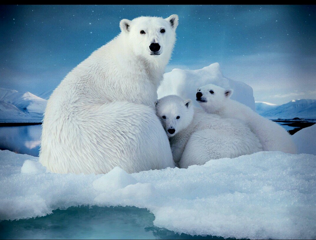 VortexPolor's profile picture. Bringing frigid temps and lots of snow to all those around the globe.