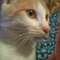 CLAUDIT97917788's profile picture. 