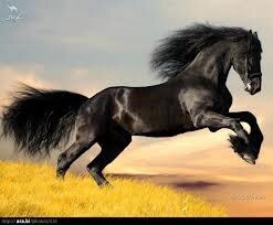 KAMARE007GMAILC's profile picture. إجعل الدنيا سنفونية و أعزفها كما تريدو