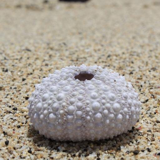 DiverPussyCat's profile picture. plongee et photographies