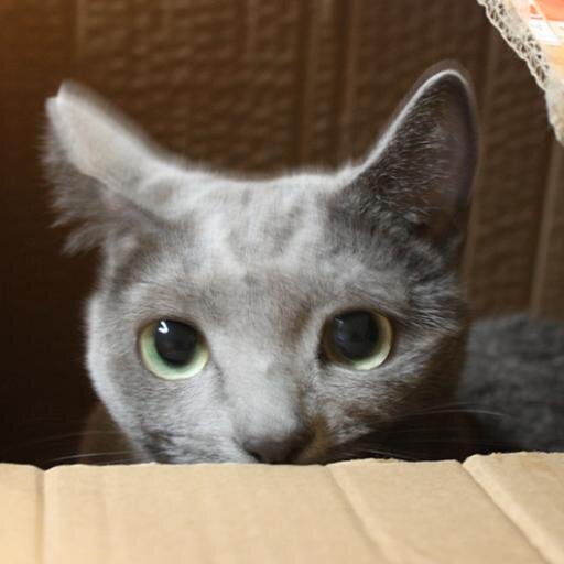 momonyannyan_'s profile picture. 2008.10.20~2022.8.23