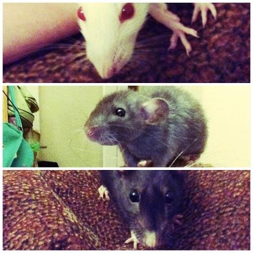 Hi, we all are ratties- Negra (2 yrs)
Gabriela (2-3 mnths)
Snowflake (3-4 mnths)
Please follow!!! Thanks!