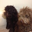 Carolyn Wolf - @cjwolf2014 - Twitter