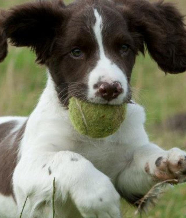 dog food sodium comparison