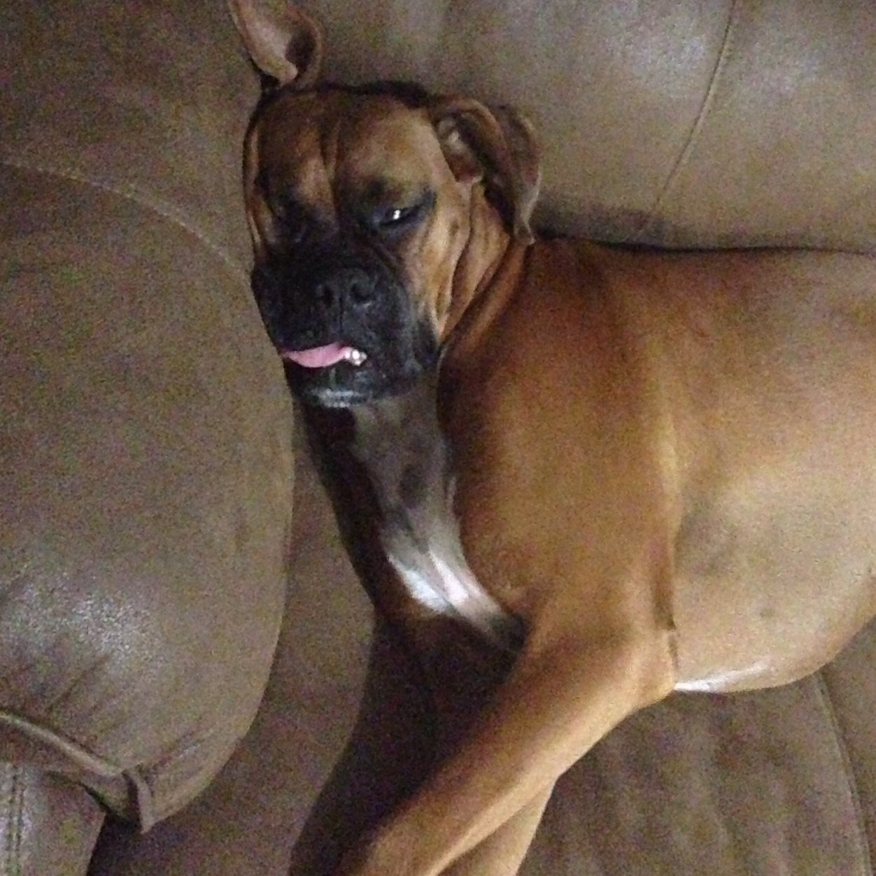 WhatisTheDiLeo's profile picture. Just happy to be here