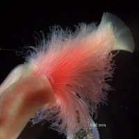 ケムシ屋 (@alciopidae) 's Twitter Profile Photo ケムシ屋 (@alciopidae) 's Twitter Profile Photo