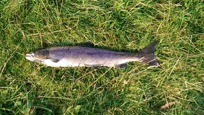 Salmon fisherman .Freemason in two craft lodges and Past Master. Member of Chapter and Mark. Supporter of The MUFC