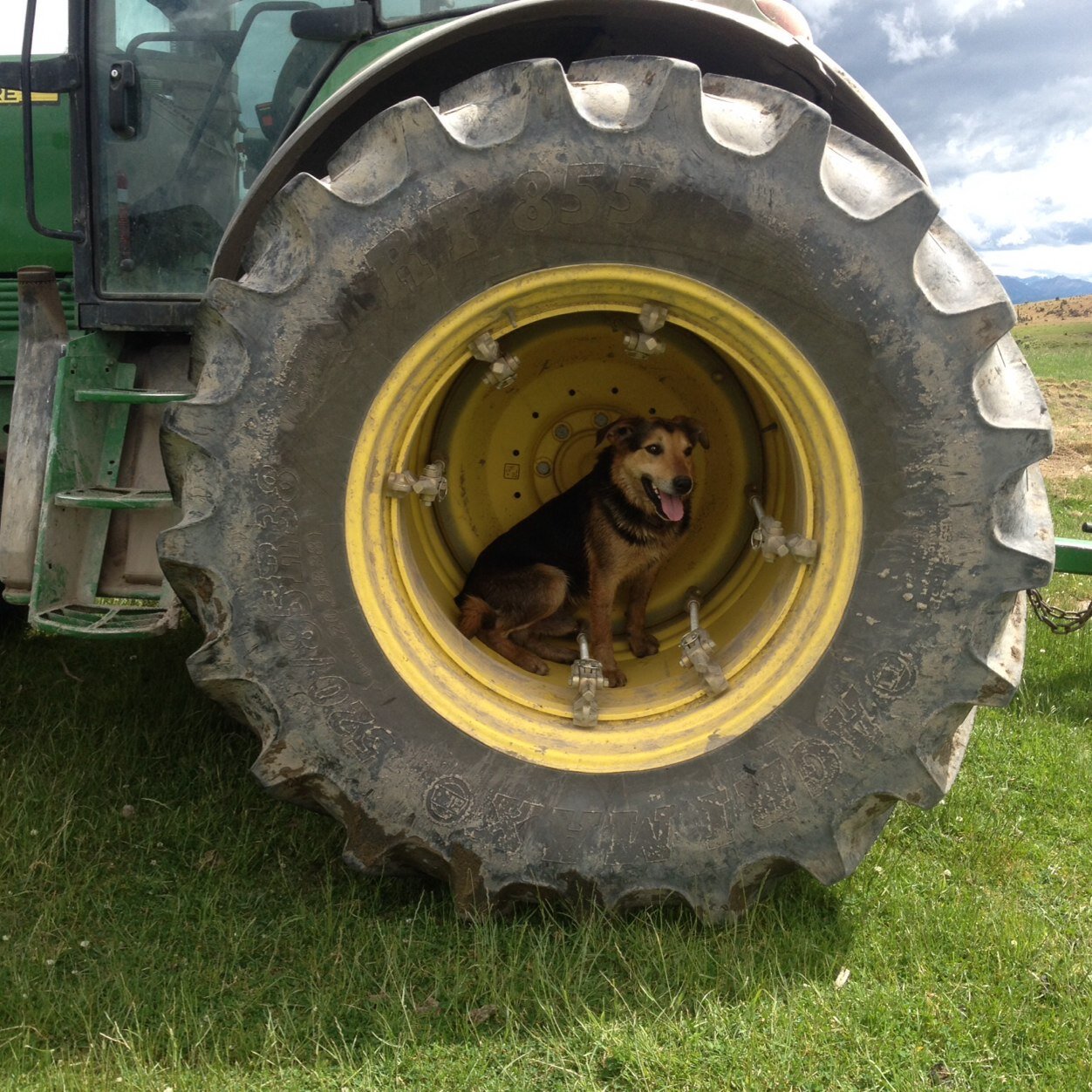 VickiVickig77's profile picture. Sharemilking 1000 cows, sheep, beef and deer farming 1000 ha and tutoring Diploma in Agribusiness Management all based at Castlerock, Lumsden. Great fun!!