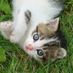 CynthiaDancel's profile picture. Very occasional tweeter.