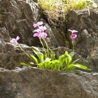 USU Herbarium (@utcherbarium) Twitter profile photo