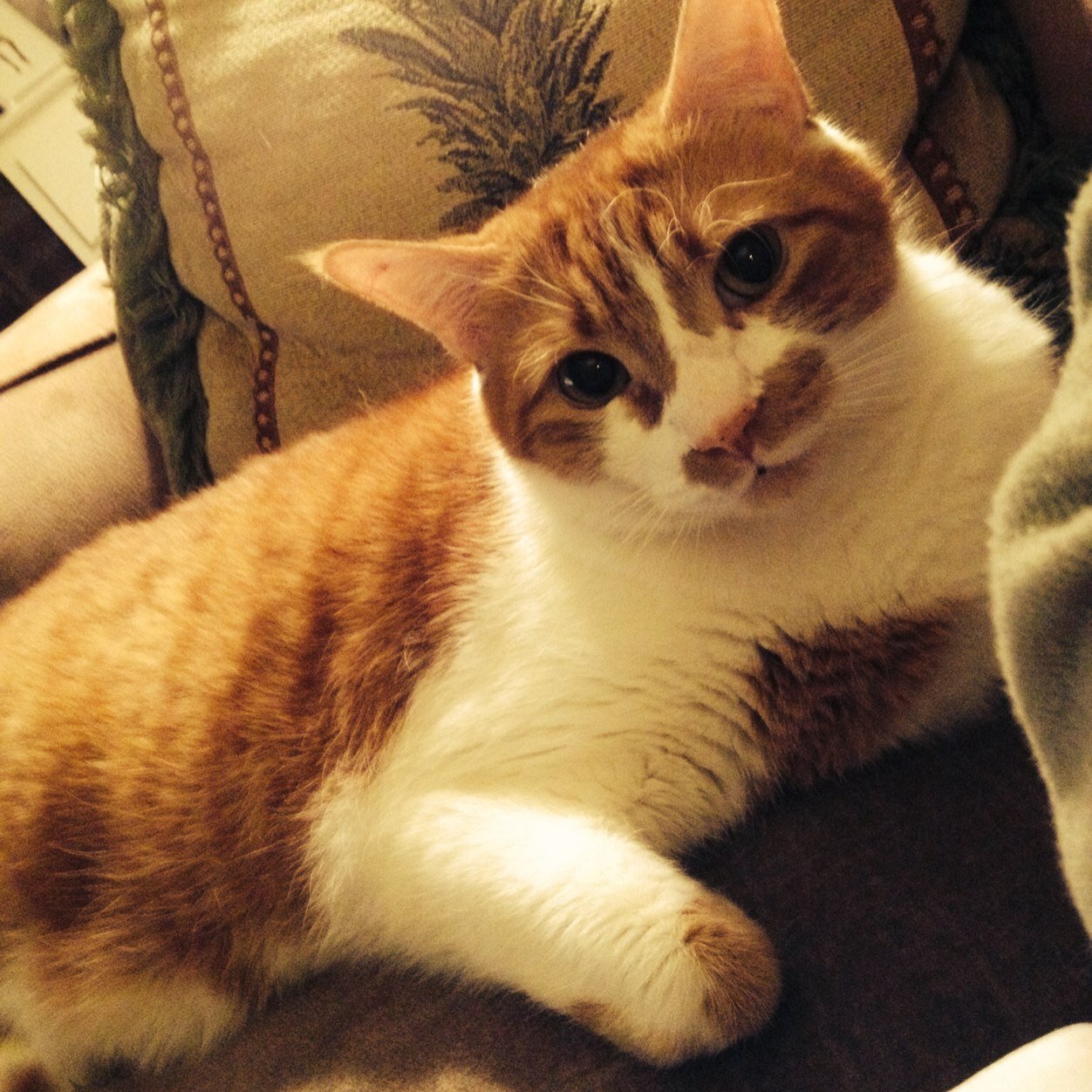 DukeSusandoss's profile picture. 