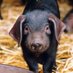 Jane Jordan 🇺🇦❤ (@wordsandpiglets) Twitter profile photo Jane Jordan 🇺🇦❤ (@wordsandpiglets) Twitter profile photo