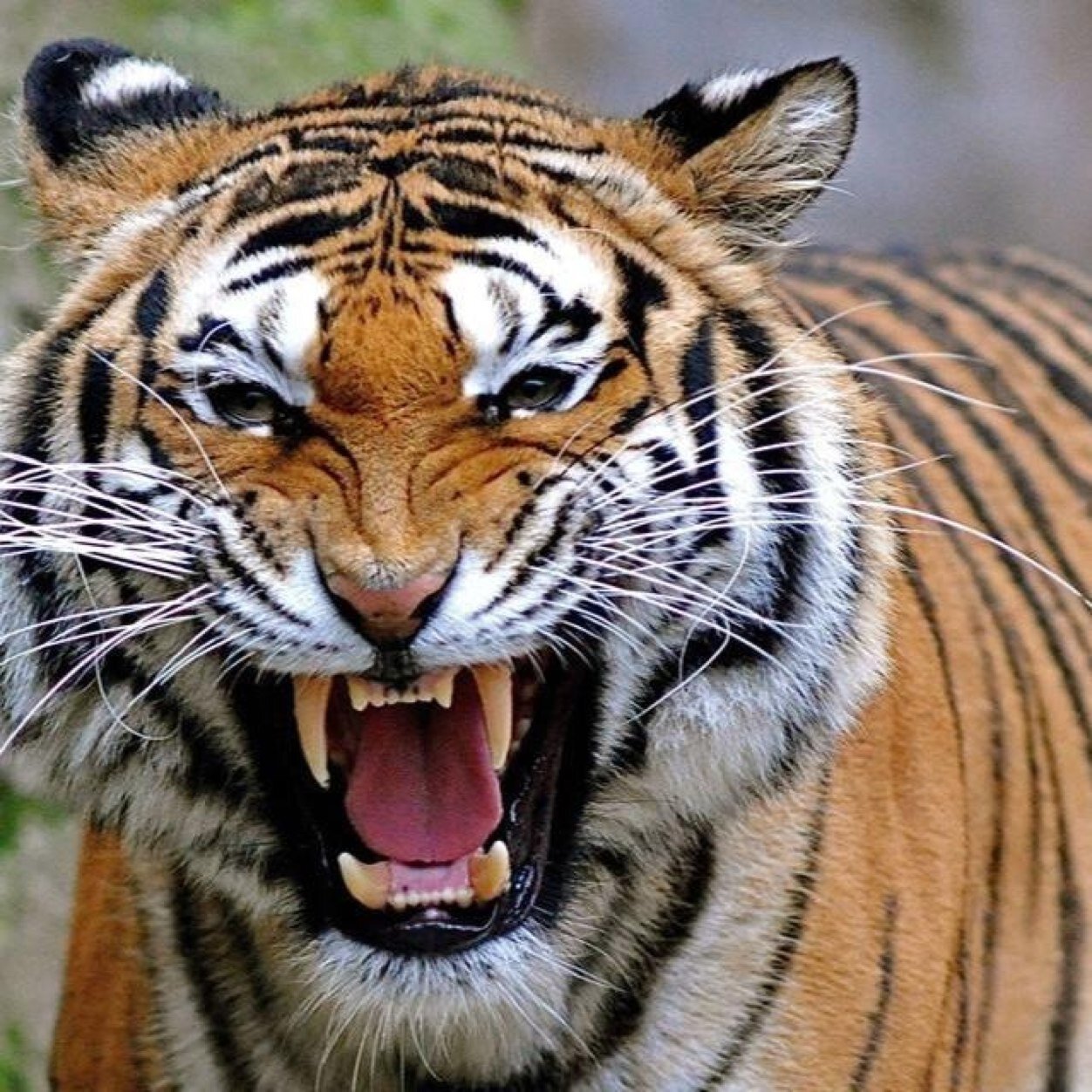 Luay82Sl's profile picture. تريد النجاح ثق ب اللهَ ثم بنفسك وُ تجاهل من يقوُل هذا صعب هذا مستحيل الثقهَ ب اللهَ هي عقليهَ العظماء..