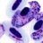 AvianMalaria's profile image