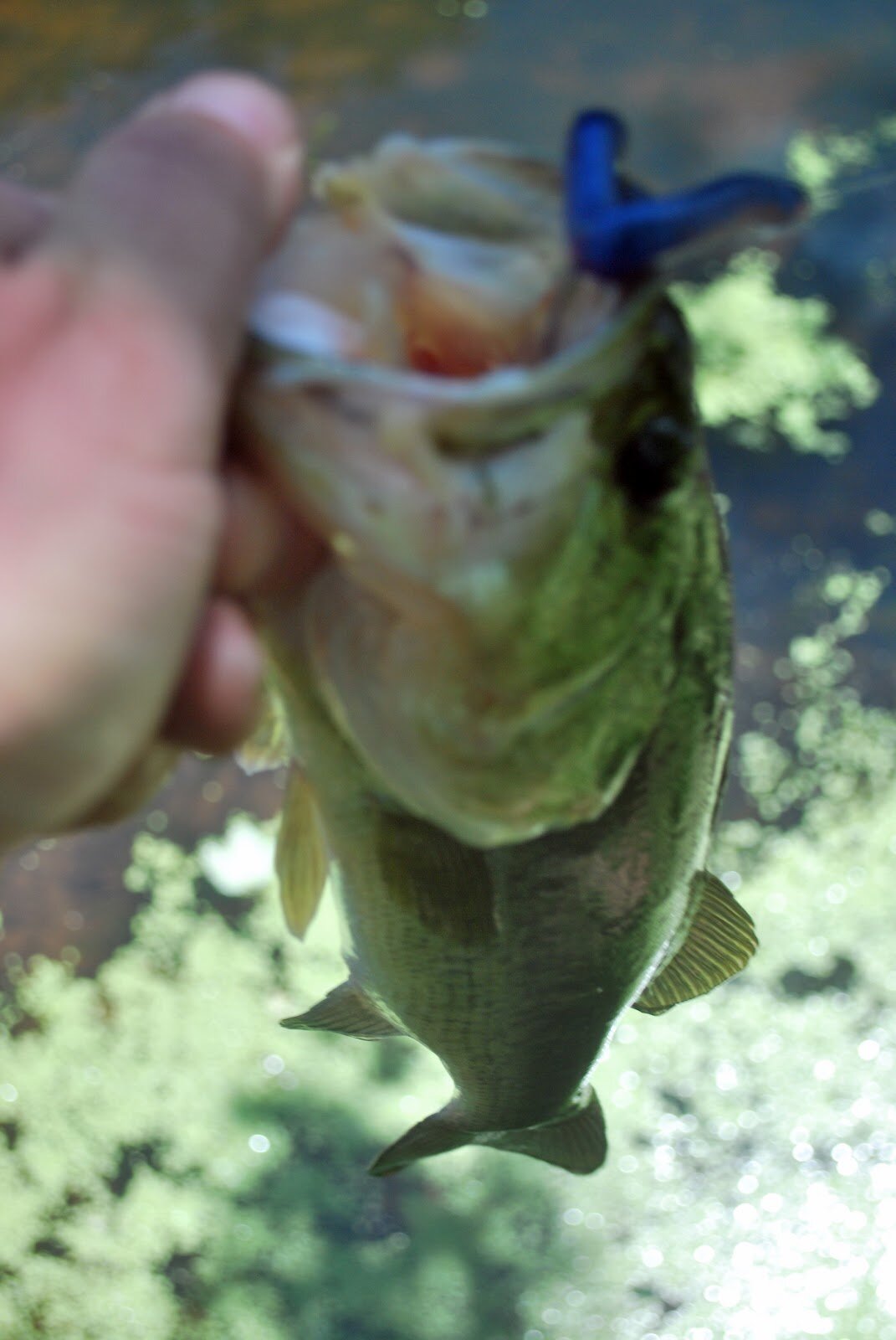 Colcarp_Fishing's profile picture. i love to fish,plain and simple.