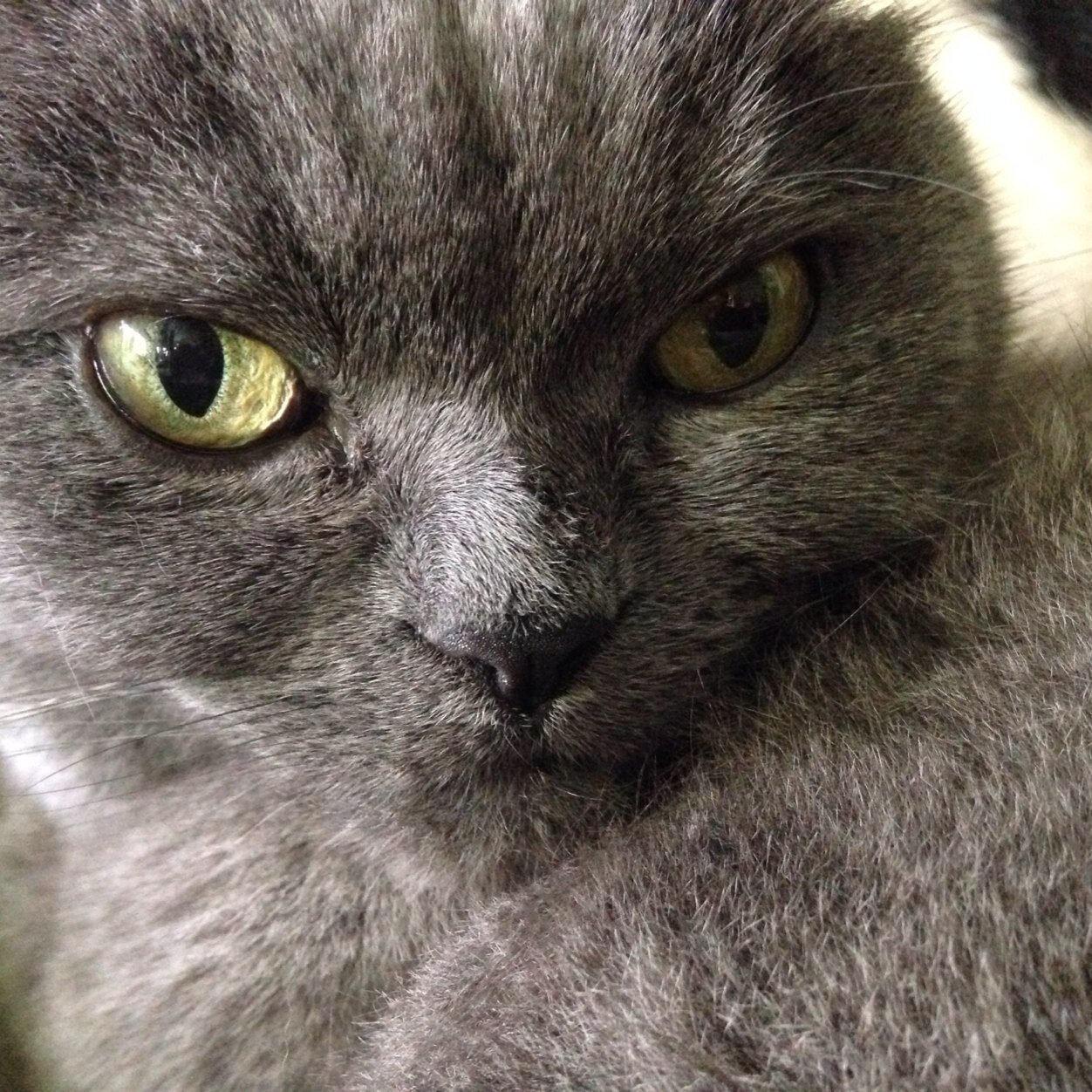 cenicali's profile picture. 