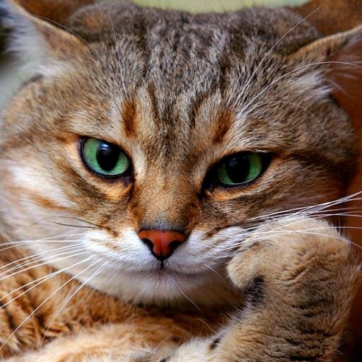 Доброта – это то, что может услышать глухой и увидеть слепой.  #Followback #Взаимныйфолловинг #ХочуЧитатьВсех 
#rufollowback #ru_ff #ff_ru #юмор