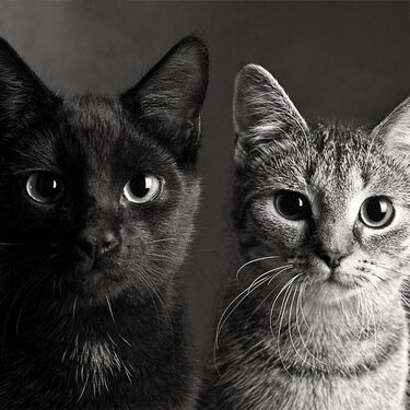 eluonilusK's profile picture. 