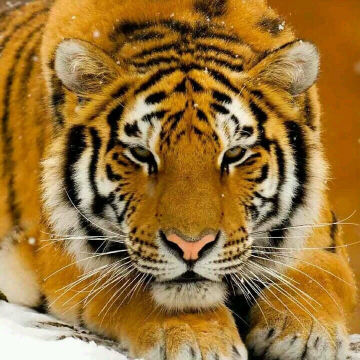 KKekovski's profile picture. 