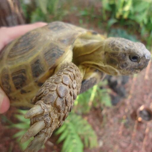 I love tortoises
