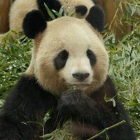 yu23 (@syu2san) 's Twitter Profile