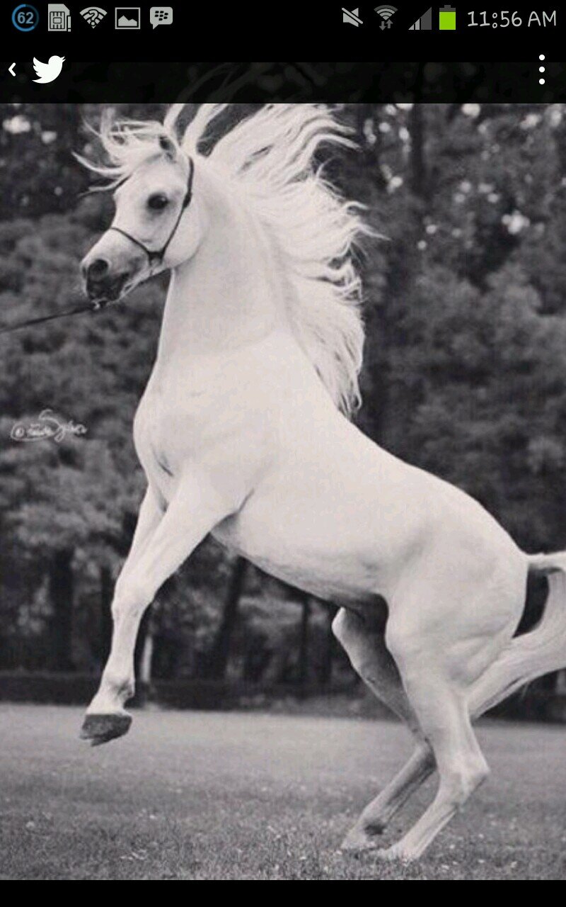 7or_otiby's profile picture. واللهِ إنهُ لمصابٌ عظيم  ..اللهم اجرنا في مصيبتنا