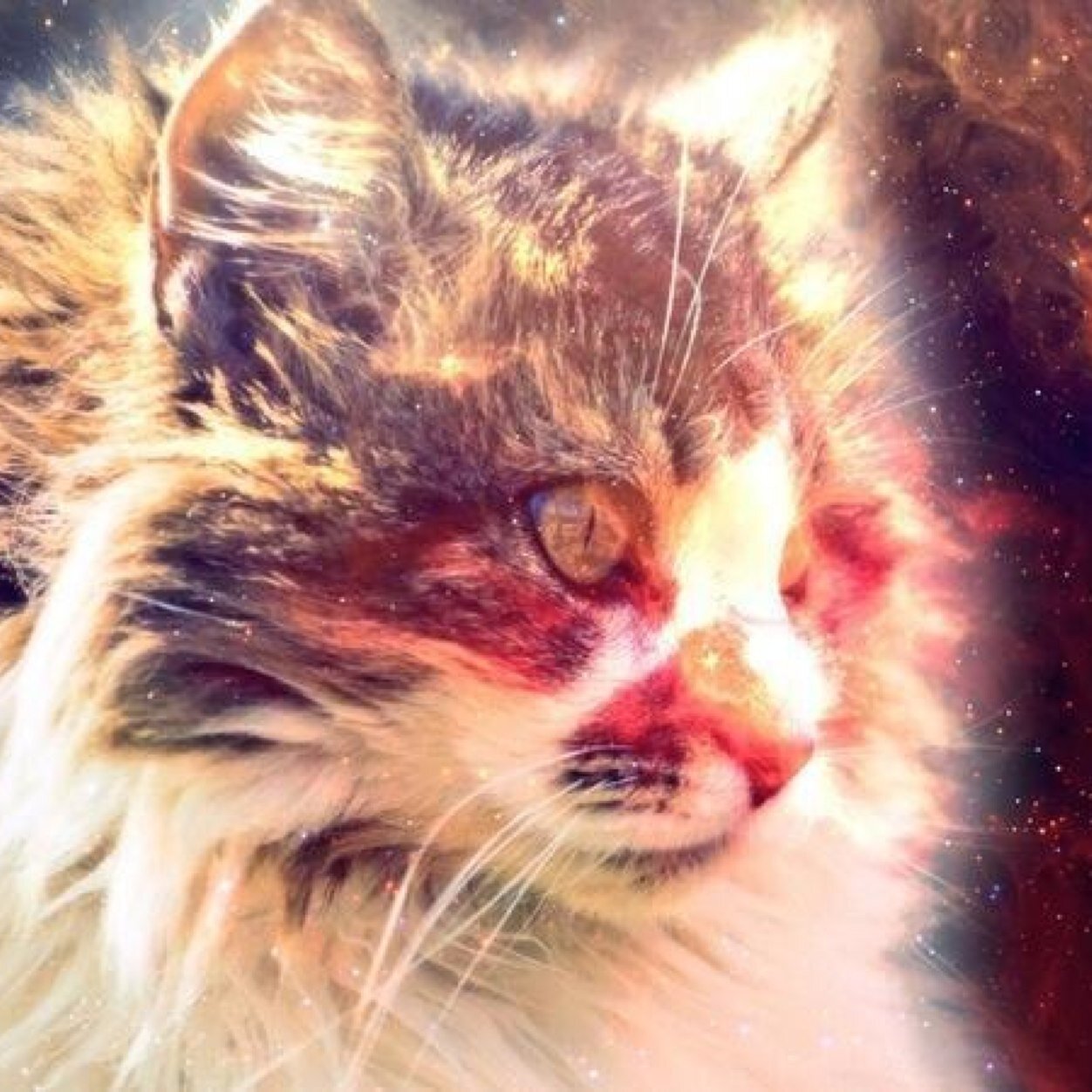 iShadowLady's profile picture. Gamer, inspired by LDShadowLady^, Ariana Grande is amazing. I still watch kids programs ^.^