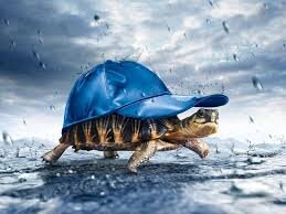 turtles and shit