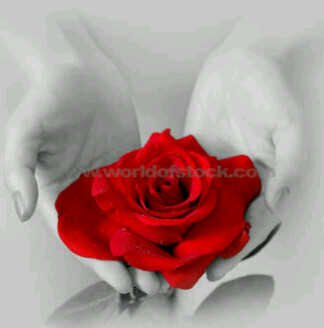 lilianaa0612's profile picture. Ingeniero. Amante de mi Tierra. Viva Venezuela!😍