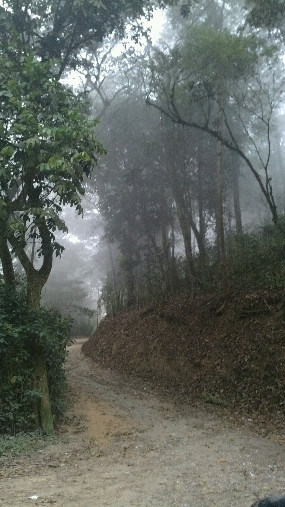 falconiano de pura sepa