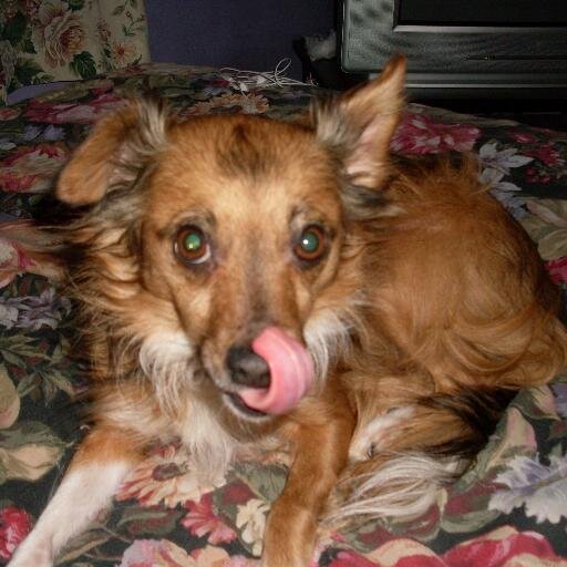 jules91370's profile picture. I love reading and my Babygirl Daphne