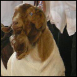 big_boer's profile picture. Breeder of South African Boer Goats Imported Australian and South African Genetics.