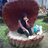 Lenlampung's profile image
