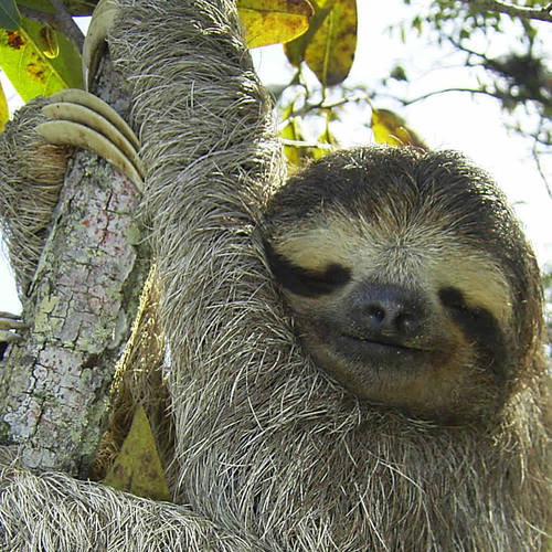 laperezaenpp's profile picture. Historia irreales que suceden en la USB, narradas para ustedes por una pereza que se la pasa chismeando en el amper