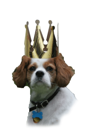 Virtual surprise birthday parties-A Greener way to CELEBRATE!!