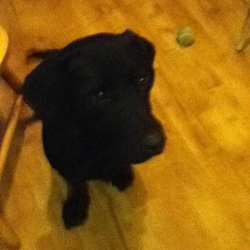 sanspingen's profile picture. Love life