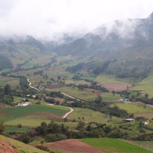 movis63's profile picture. Periodista ULAdino, Naturalista