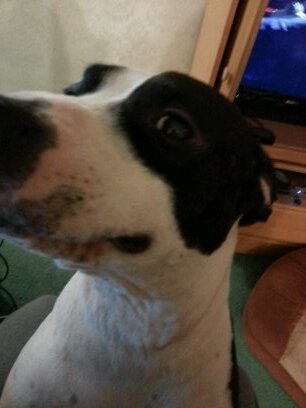 CheyenneW's profile picture. Ready to nap. That about sums it up.